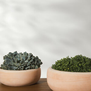 Terracotta Planter (Set of 2)